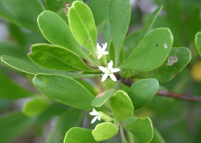 Australian Coastal Plants Combretaceae